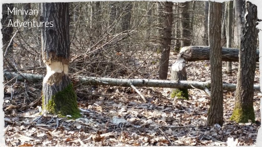 Here are a couple more examples of the beavers' handiwork at Pickerel Lake.