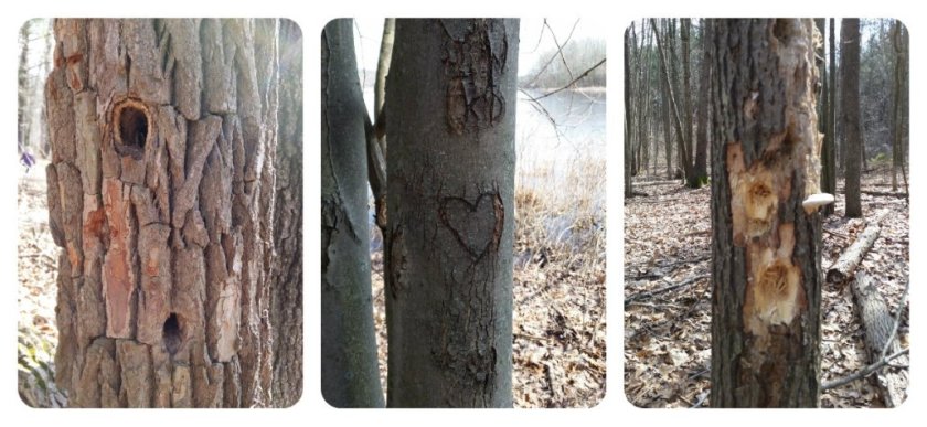 Many of the trees had interesting markings.